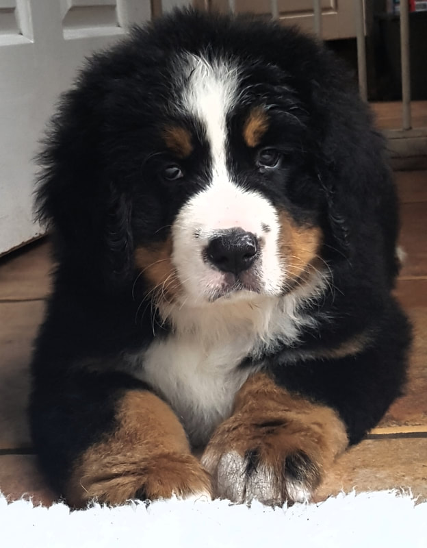 how much does it cost to buy a bernese mountain dog